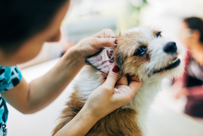 獣医師に耳をのぞかれる犬