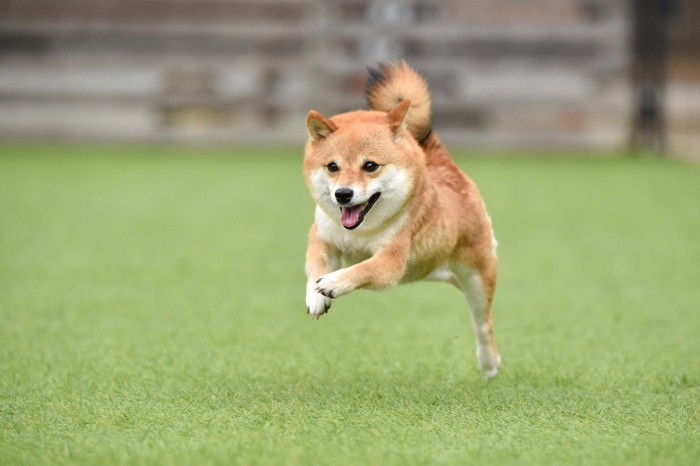 走っている柴犬