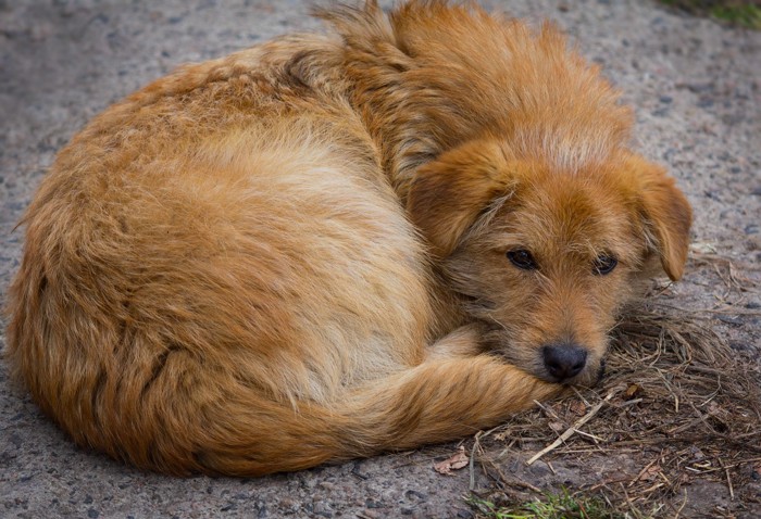 うずくまる犬