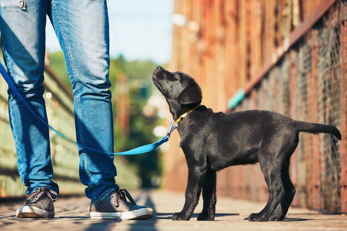 飼い主を見つめる犬