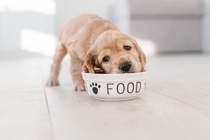 ご飯を食べる子犬