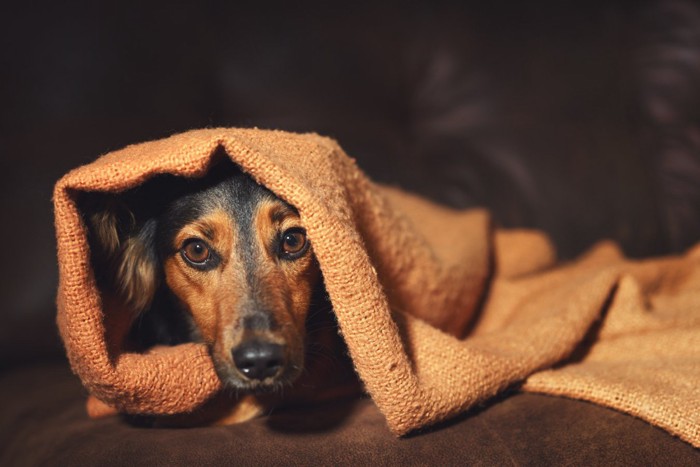 ブランケットを被る犬