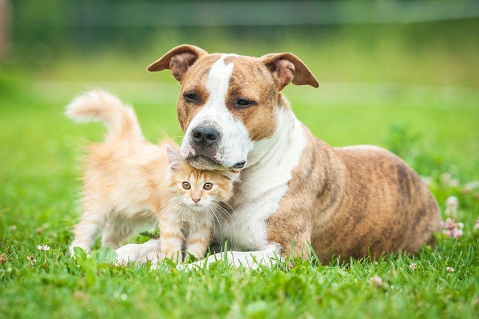 犬と猫