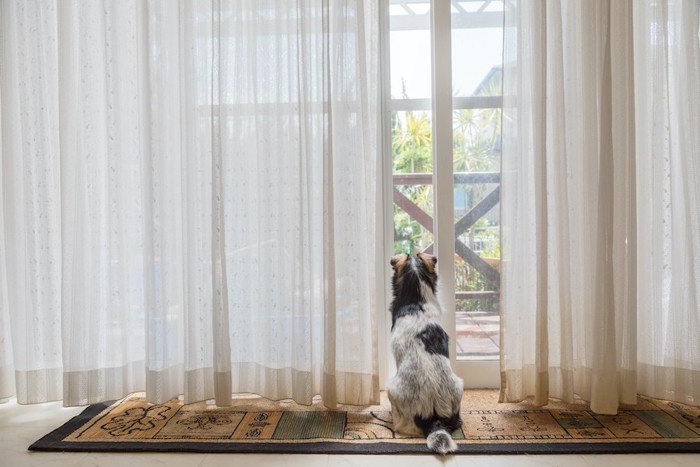 座って窓の外を見る犬の後ろ姿