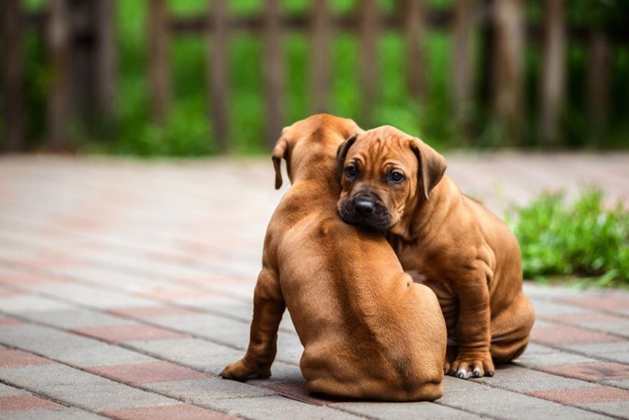 ローデシアンリッジバックの2匹の子犬