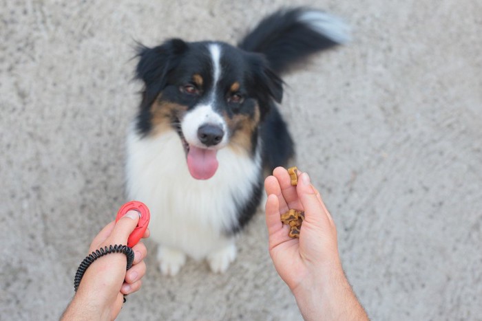 クリッカートレーニングでトリーツをもらう犬