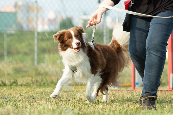 飼い主と走る犬