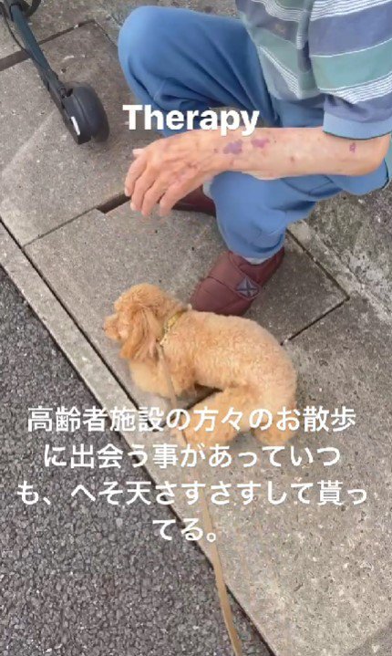 控えめな近寄り方もセラピー犬らしい♡