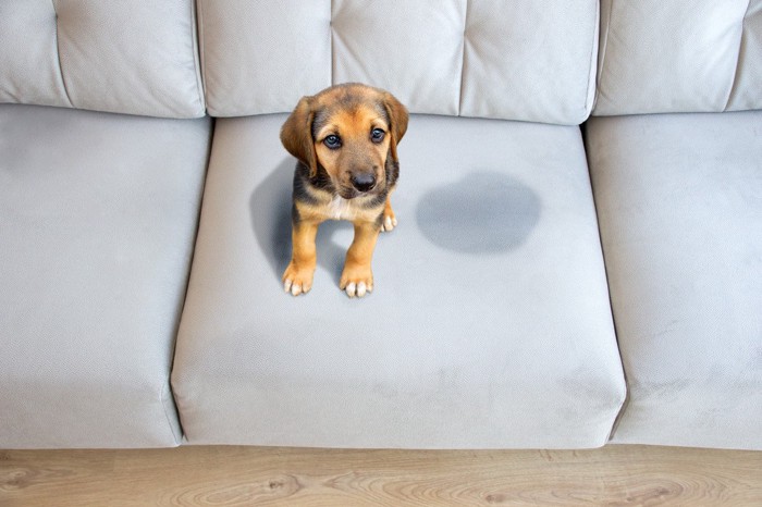 ソファにお漏らししてしまった元気のない子犬