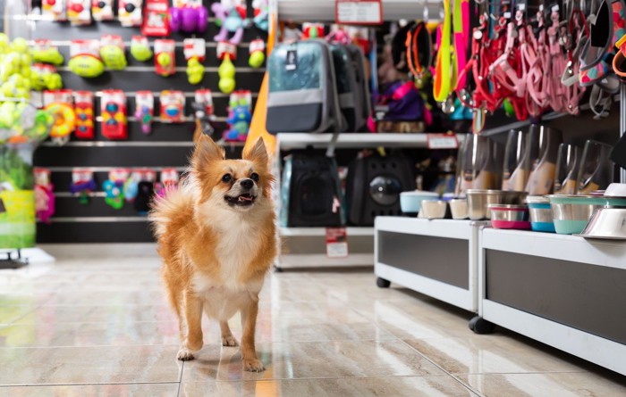 犬用品売り場と茶白の犬