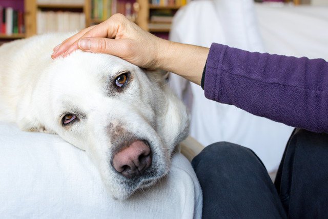 撫でられている犬