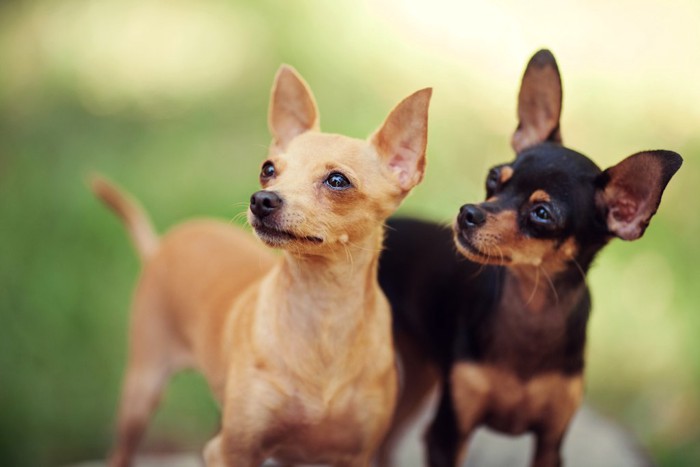 耳を立てて注目している犬たち