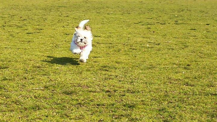 草原に犬