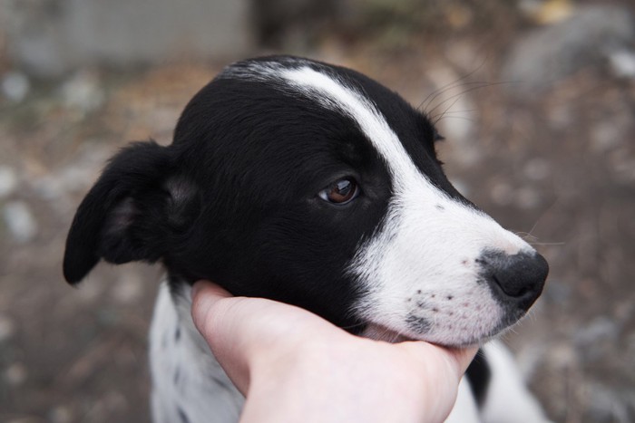 触られて目をそらす犬