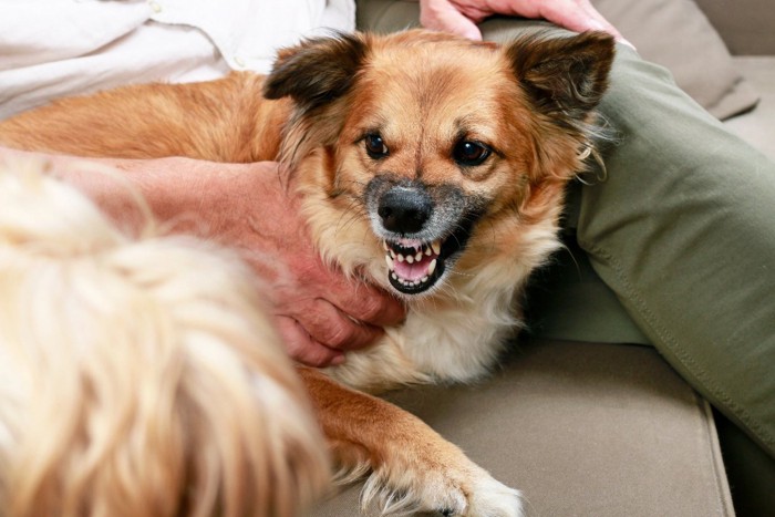 人に寄り添って威嚇する犬