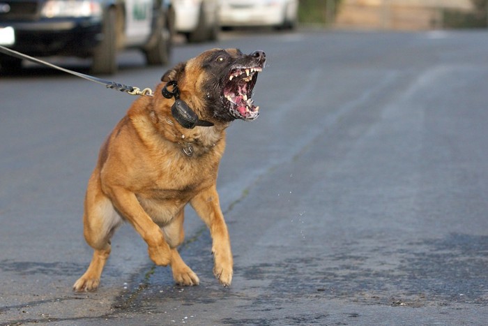 威嚇している犬