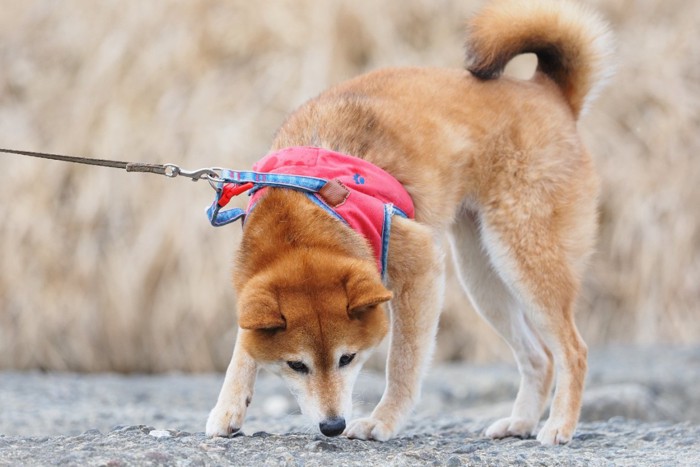 ハーネスを装着する犬