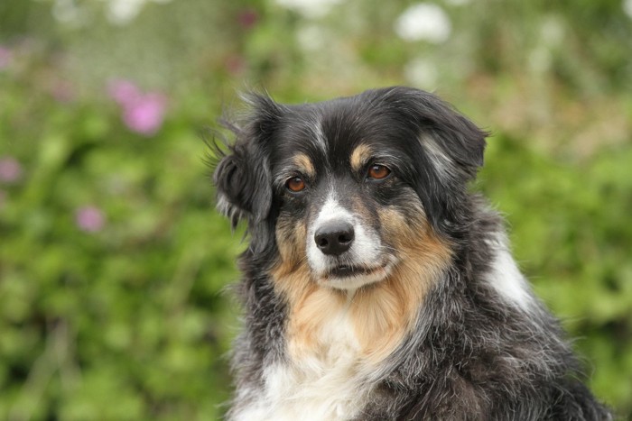 考え込むような表情の犬