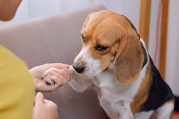 叱る女性と悲しそうな犬