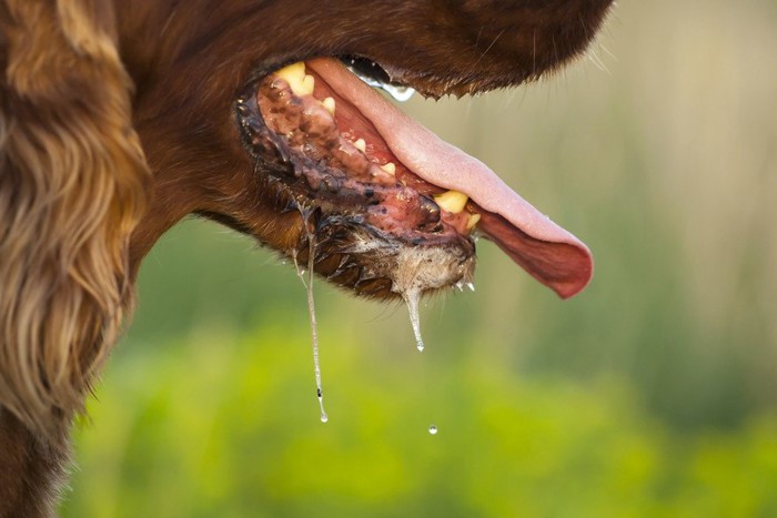 犬のよだれ