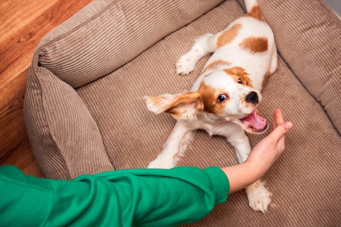 口を大きく開いている犬