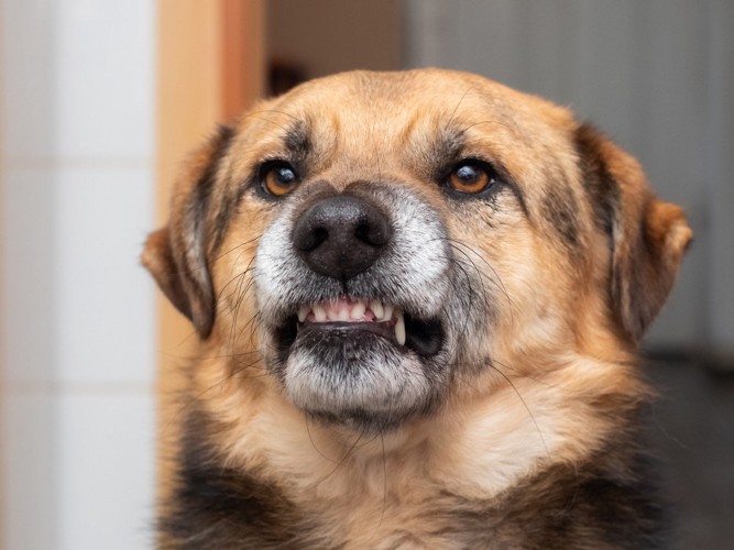 怒っている犬の顔