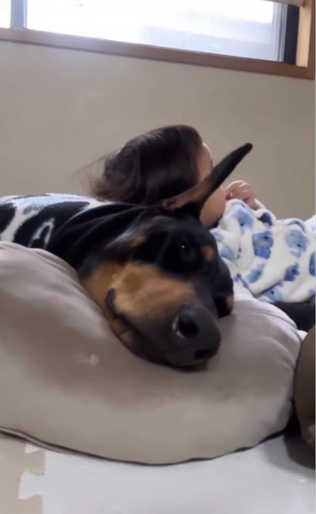 子供の枕になる犬