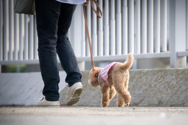 老犬の散歩